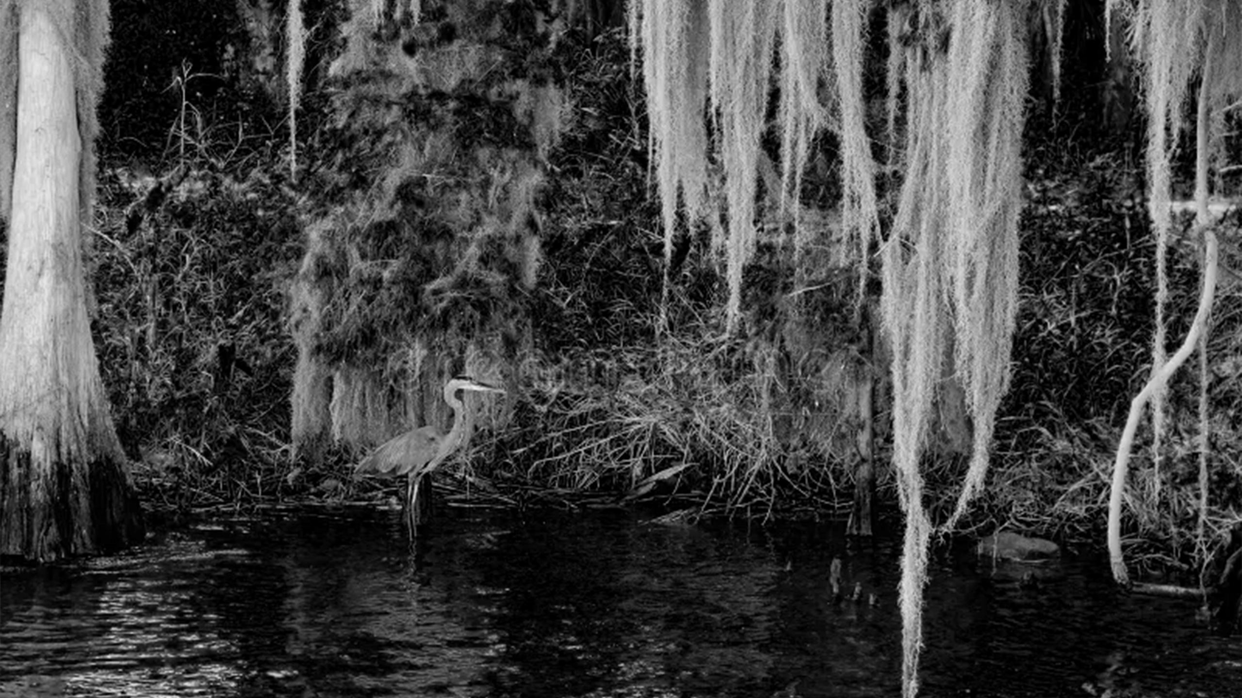 Black and white photograph of a Great Blue Heron wading in the shallow waters of Lake Hancock, framed by large cypress trees draped heavily in Spanish moss along a natural, wooded shoreline.